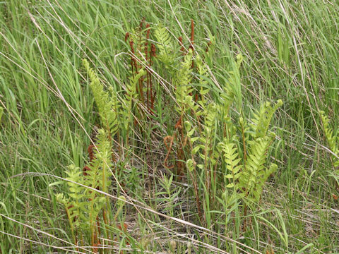 Osmunda cinnamomea
