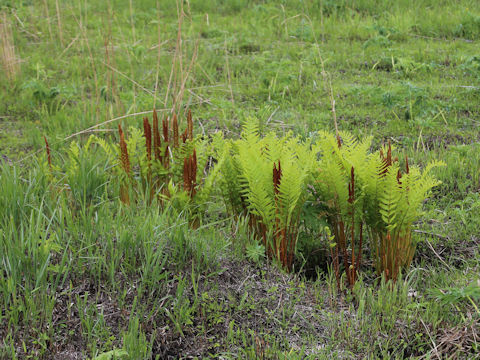 Osmunda cinnamomea