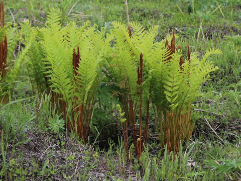 Osmunda cinnamomea