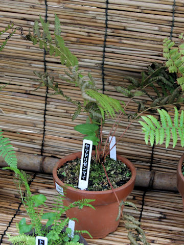 Osmunda cinnamomea