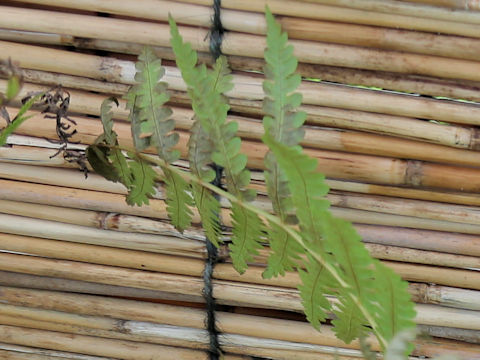Osmunda cinnamomea