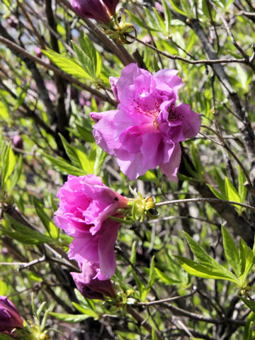 Rhododendron yedoense var. yedoense f. yedoense