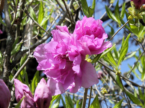 Rhododendron yedoense var. yedoense f. yedoense
