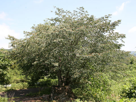 Berchemiella berchemiifolia