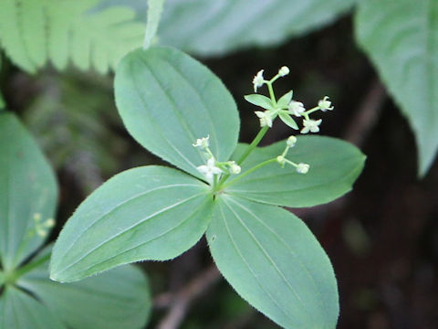 Galium trachyspermum