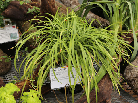Ophiopogon reversus