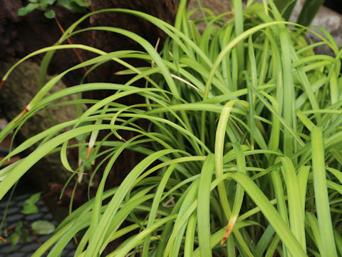 Ophiopogon reversus