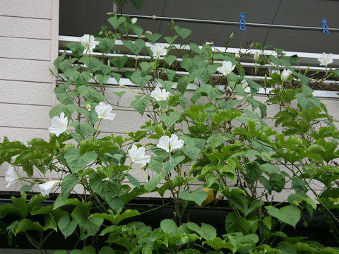 Calonyction aculeatum