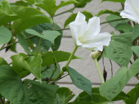 Calonyction aculeatum