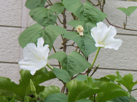 Calonyction aculeatum