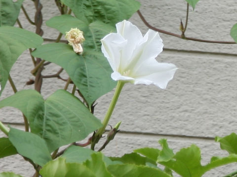 Calonyction aculeatum