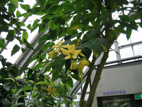 Cassia fruticosa