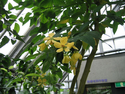 Cassia fruticosa