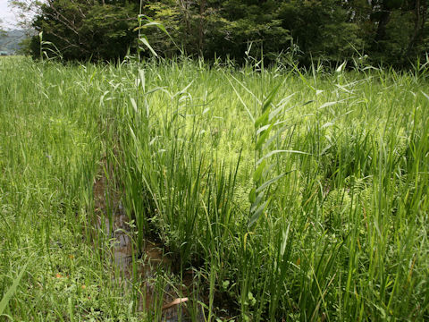 Phragmites communis