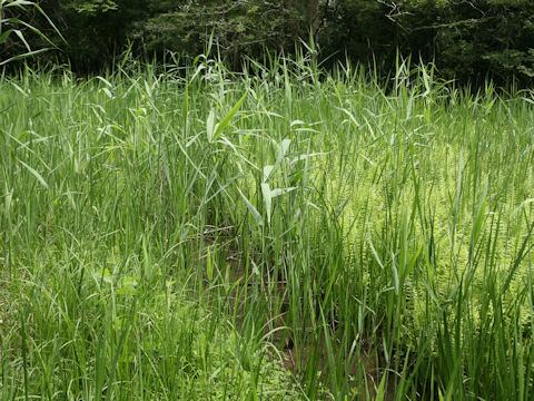 Phragmites communis