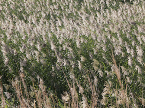 Phragmites communis