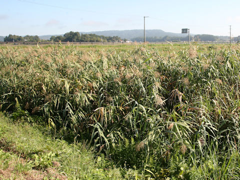 Phragmites communis