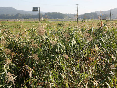 Phragmites communis