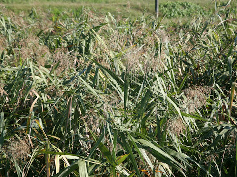 Phragmites communis