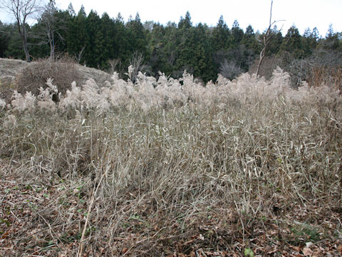 Phragmites communis