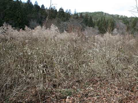 Phragmites communis