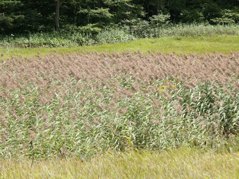 Phragmites communis