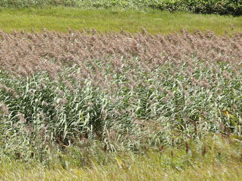Phragmites communis