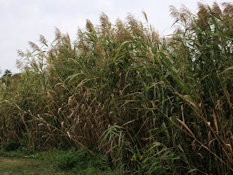 Phragmites communis