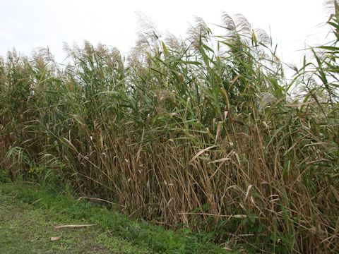 Phragmites communis