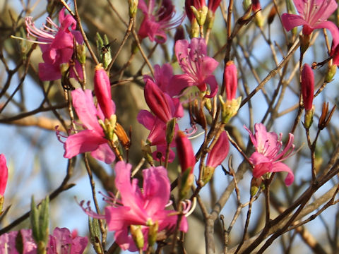 Rhododendron cv. Yoshino