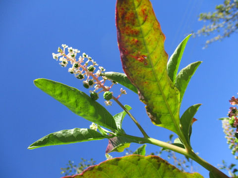 Phytolacca americana