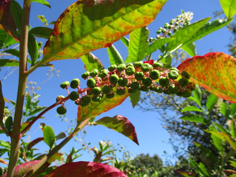 Phytolacca americana