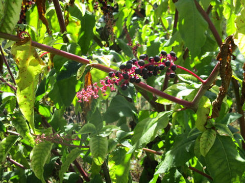 Phytolacca americana