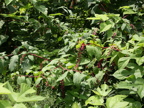 Phytolacca americana