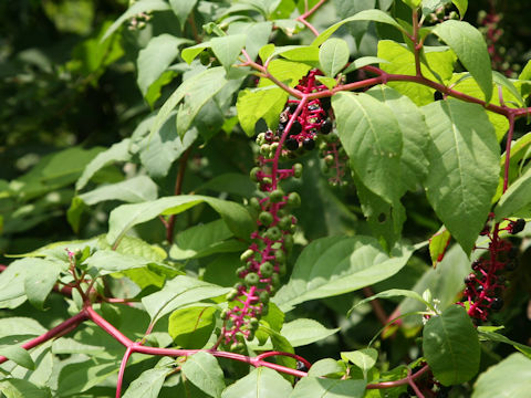 Phytolacca americana