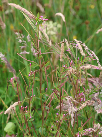 Oenothera rosea