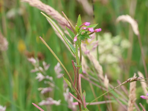 Oenothera rosea
