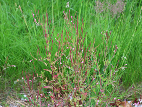 Oenothera rosea