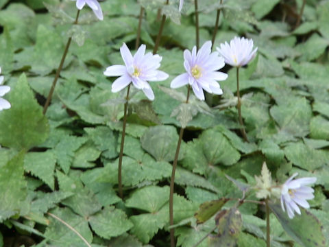 Anemone keiskeana
