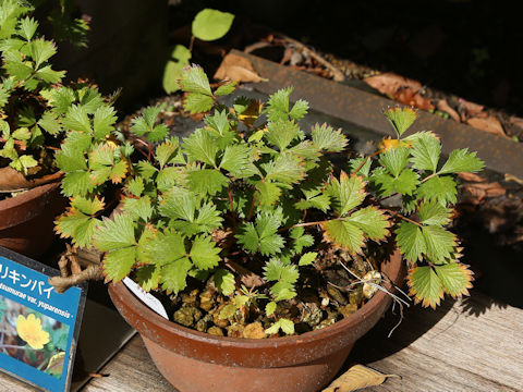 Potentilla matsumurae var. yuparensis