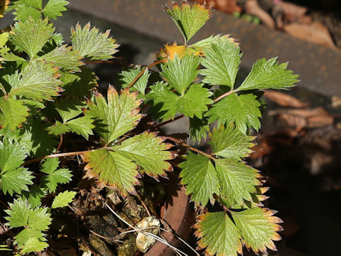 Potentilla matsumurae var. yuparensis