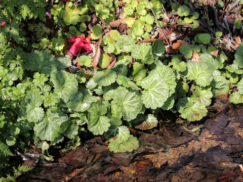 Saxifraga stolonifera