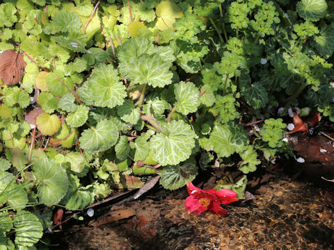 Saxifraga stolonifera