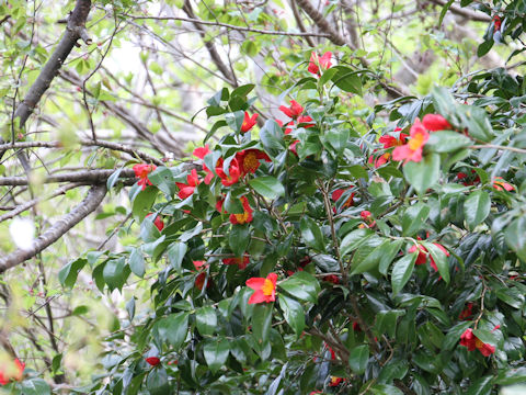 Camellia japonica var. decumbens