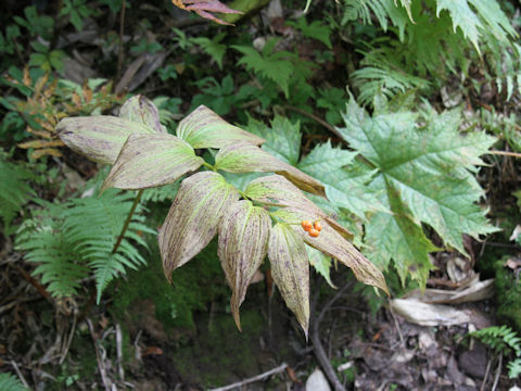 Smilacina japonica