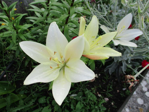 Lilium cv. Litouwen