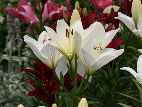 Lilium cv. Mary Ann