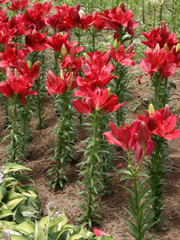 Lilium cv. Modena