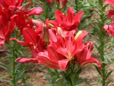 Lilium cv. Modena