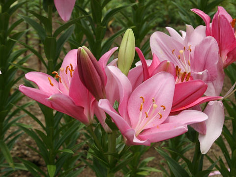 Lilium cv. Lovely